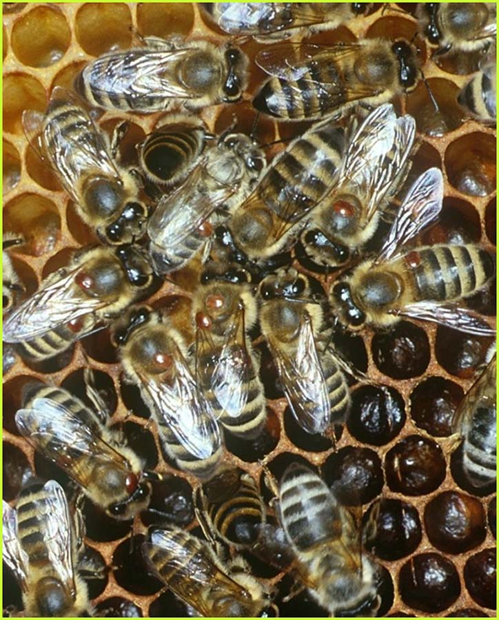 Varroa on bees. Picture P Kryger