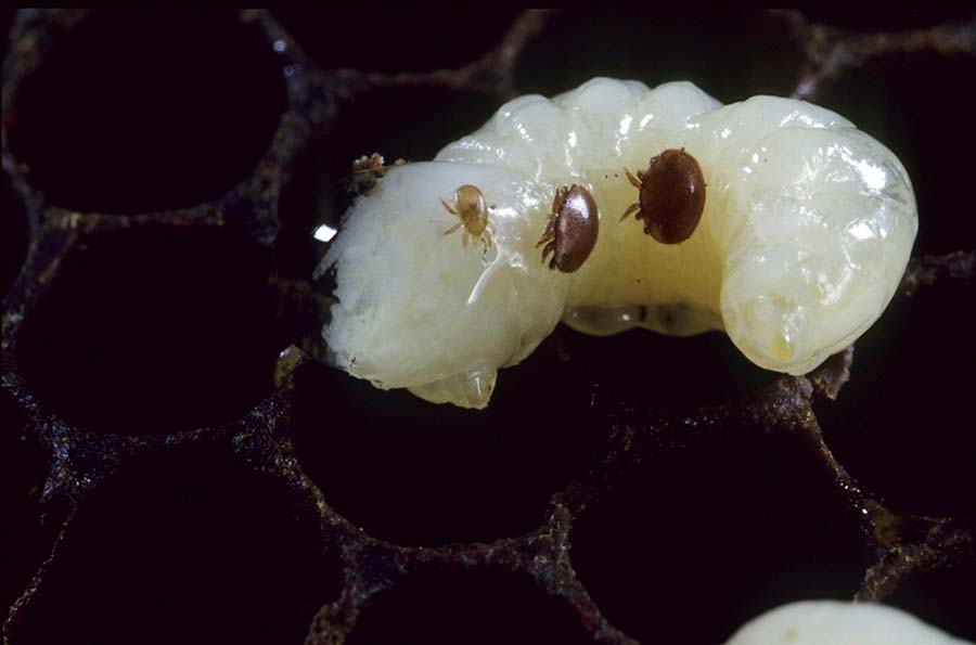 Braula and Varroa on bee larvae
