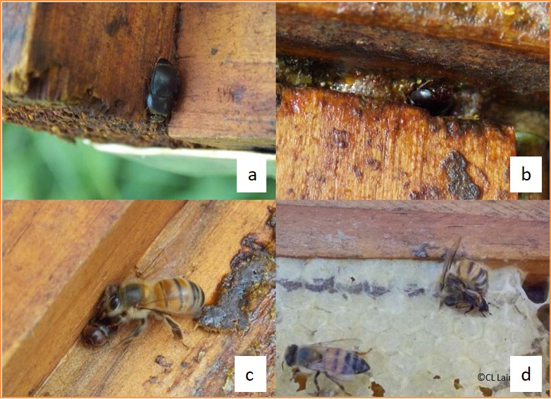 Small hive beetle