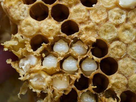 Honeybees of South Africa | SABIO